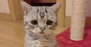 Résultat de recherche d'images pour "des petite chat"