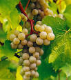 Vins &amp; Crémants - The wines - Auxerrois