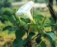 Datura