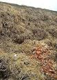 Manure