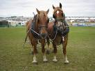 'Suffolk Punch' horses - via Daymix