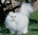 Long Haired Cat Breeds