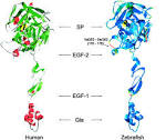 of zebrafish <b>factor VII</b>.