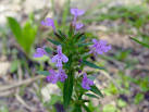 Hedeoma acinoides (Slender false pennyroyal) | Image Gallery #