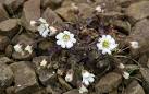 Shetland Mouse-ear (Cerastium nigrescens). Known more commonly in Shetland - via Daymix