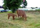 Low cholesterol beef perhaps? - via Daymix