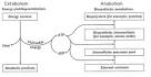 Diversity of Microbial Metabolism
