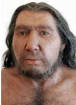 Homo Neanderthalensis La cuestión de si hubo mestizaje entre la especie