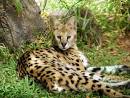 Secrets of Hawaii - Honolulu Zoo