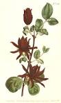<b>Calycanthaceae</b> Lindl.