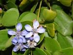 <b>Guaiacum</b> officinale.jpg
