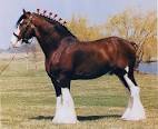 Draft (Draught) Horses – The Clydesdale | Todays Horse Sense