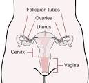 File:Scheme female reproductive system-en.svg - Wikipedia, the ...