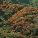 Deciduous Forest Biome - Geography For Kids - By KidsGeo.