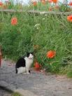 This puss looks as if he's found something better than catnip to make him - via Daymix