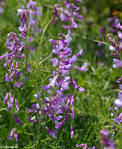 <b>Vicia</b> tenuifolia subsp.