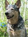 Australian Cattle Dog Information and Pictures - Blue Heeler