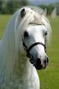 Horse Breeds - The Welsh Pony