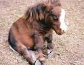 Thumbelina (horse) - Photos