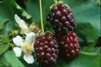 Boysenberry | Hotlips Soda