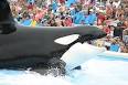 Shamu (SeaWorld show) - Wikipedia, the free encyclopedia
