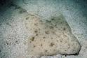 HowStuffWorks "Introduction to How Angel Sharks Work"