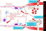 <b>Sepsis</b> Pathways D