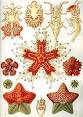 Echinoderm - Wikipedia, the free encyclopedia