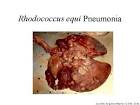<b>Rhodococcus equi</b> Pneumonia
