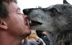 See closeup picture. wolf lick