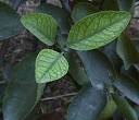 Iron Chlorosis in the Low Desert