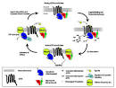 G protein-coupled receptor - Wikipedia, the free encyclopedia