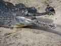 Gharial: The Animal Files
