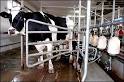 Dairy Industry Fights FDA's Proposed New Drug Testing for Milk ...