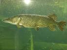 Northern pike (Esox lucius) Biopix photo/image 19360