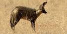 Animal Guide: Bat-Eared Fox | Nature | PBS