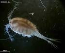 copepod