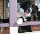 File:Australian Border Collie.jpg - Wikipedia, the free encyclopedia