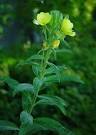 <b>Oenothera biennis</b> plant