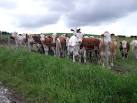 NJ3437 : Cow-casting beside the track to Auchindoun Castle - via Daymix