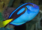 Blue tang #2, Paracanthurus hepatus