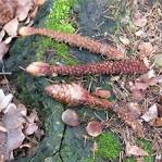 File:<b>Picea</b> abies cones.jpg