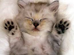 http://t3.gstatic.com/images?q=tbn:ANd9GcSXx4hOrOBSqEMH5bXZZzDelmLQ6tO1Mb3mJEM62GYMQeM-GzuqgRSPkpm9MQ