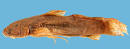 Astroblepidae genera