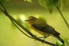 singing bird public domain - via Daymix