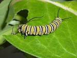 Larva