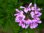 Geranium | drifttherapy
