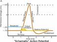 Hyperpolarization (biology) - Wikipedia, the free encyclopedia
