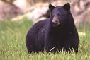 Black Bear Species Profile, Alaska Department of Fish and Game