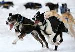The 2011 Iditarod Sled Dog